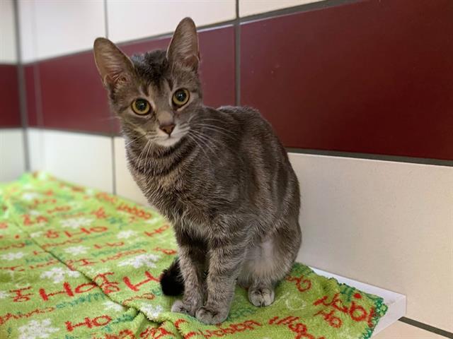 Enlarge HARTZEL, a Adoptable Domestic Short Hair in Fort Wayne, IN image 1/1