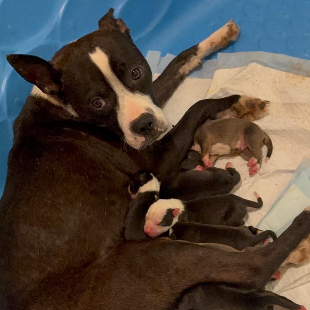 Bo Peep, Adoptable, Puppy Female Pit Bull Terrier & English Bulldog.