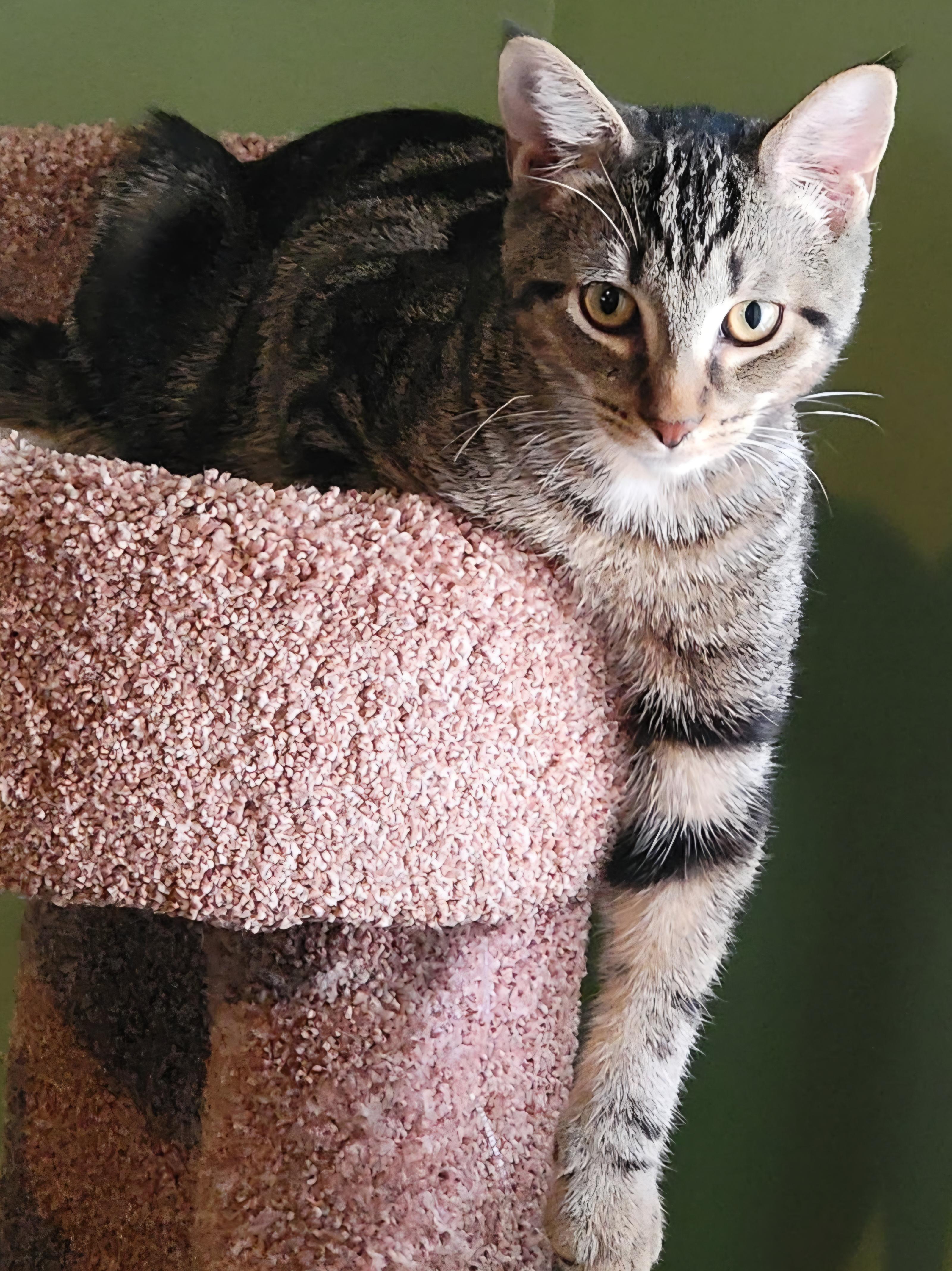 Xander, a Adoptable Tabby in Brighton, MI image 4/6