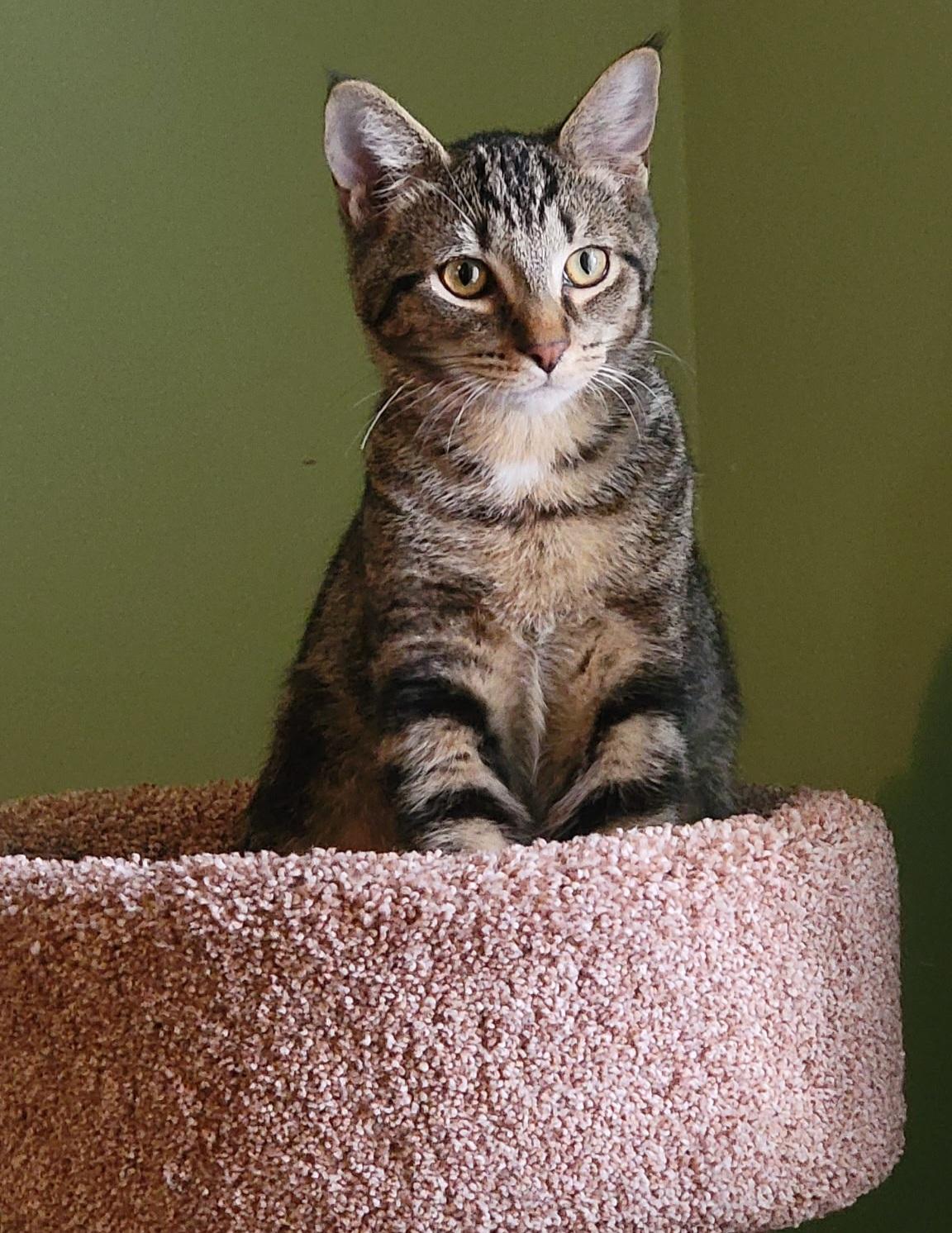 Xander, Adoptable, Kitten Male Tabby.