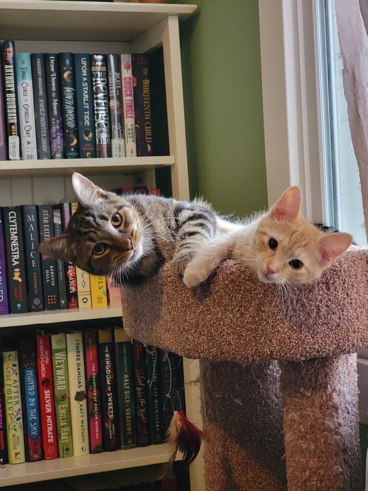 Enlarge Xander, an adopted Tabby in Brighton, MI image 4/6