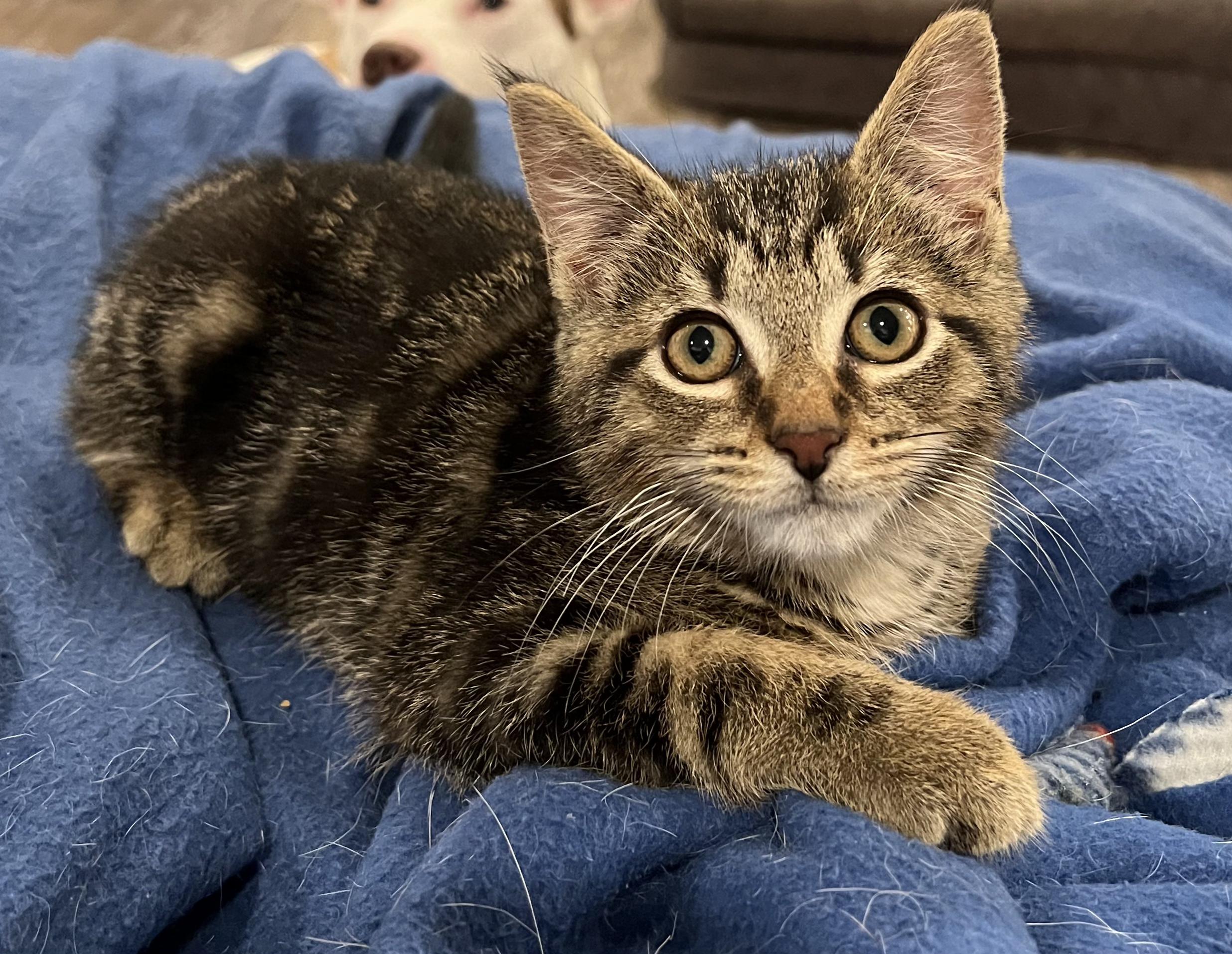 Xander, a Adoptable Tabby in Brighton, MI image 5/6