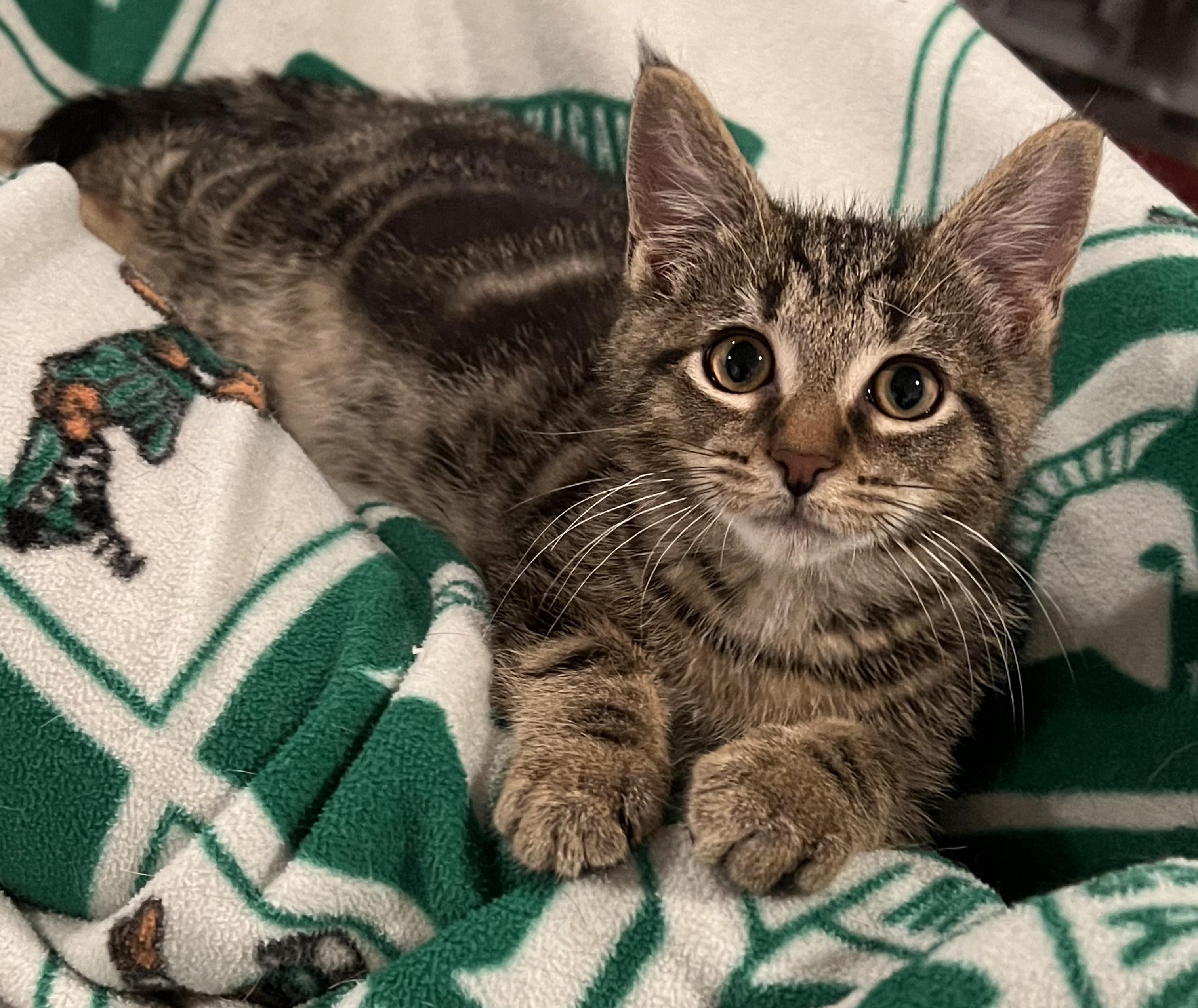 Xander, a Adoptable Tabby in Brighton, MI image 6/6