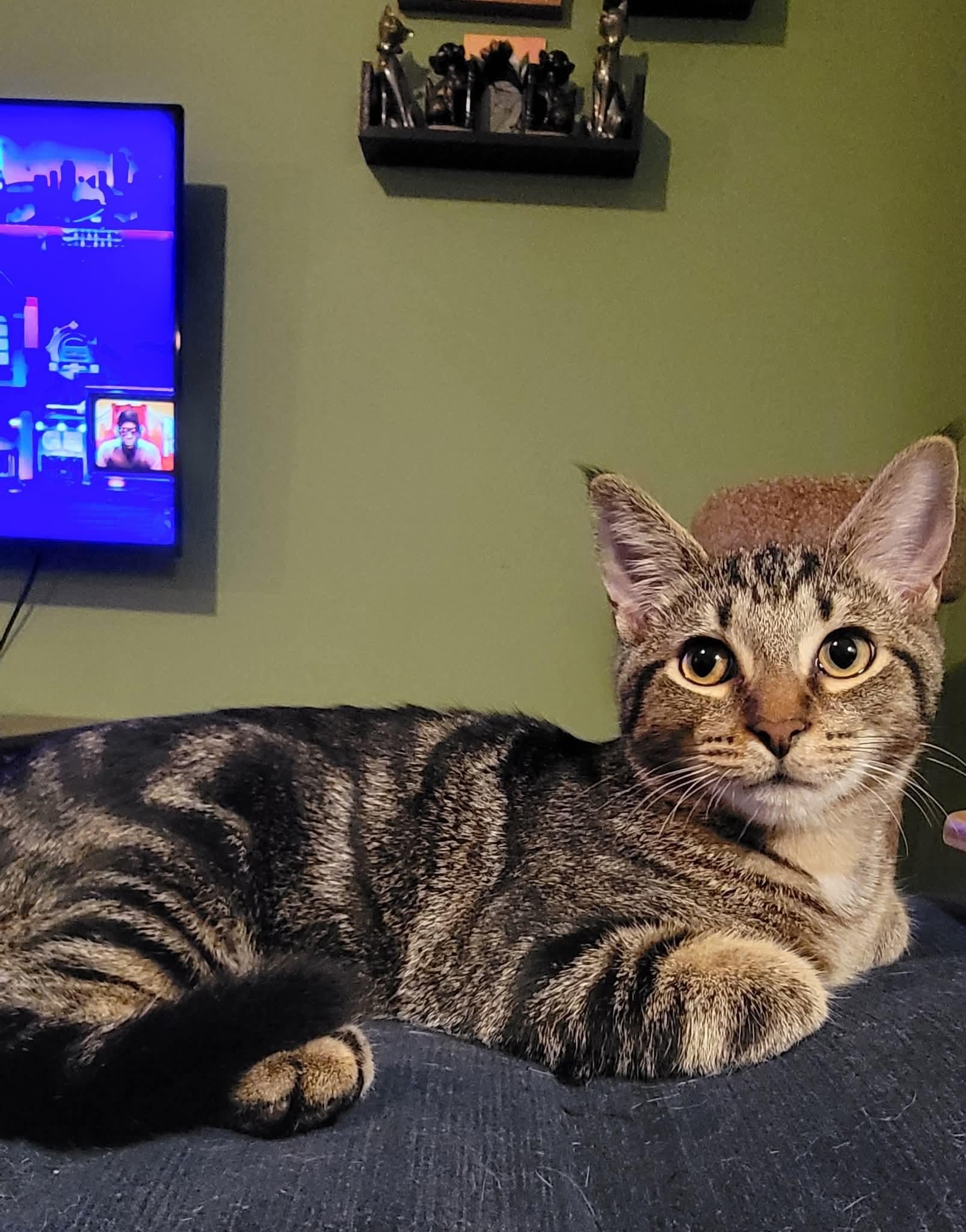 Xander, Adoptable, Kitten Male Tabby.