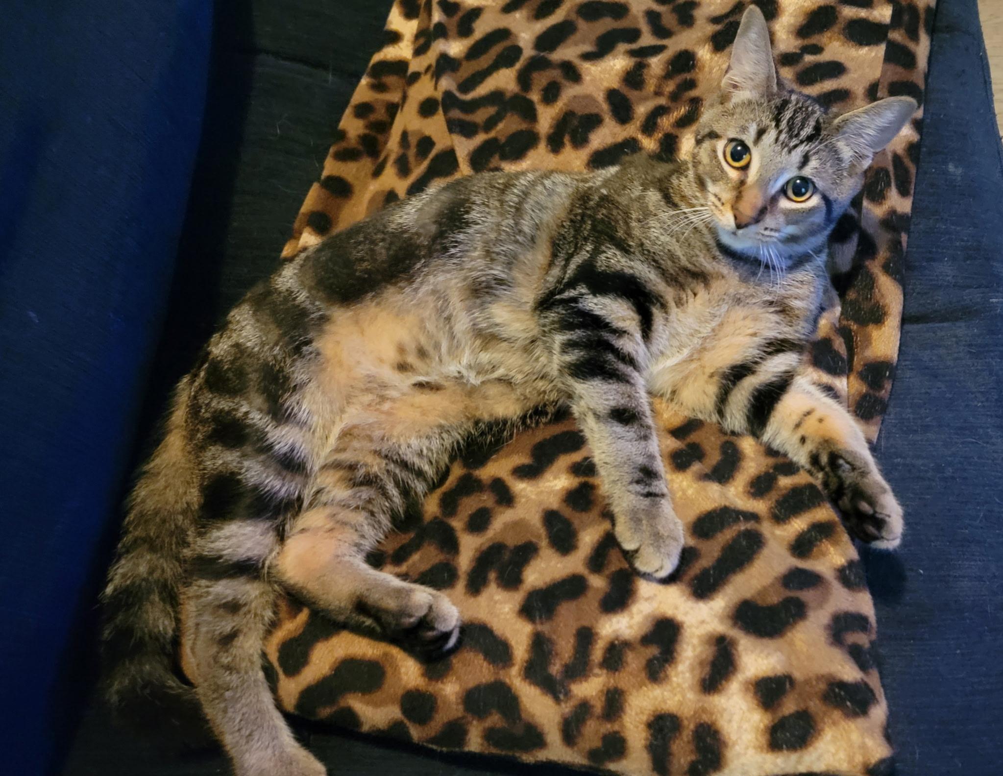 Xander, a Adoptable Tabby in Brighton, MI image 3/6