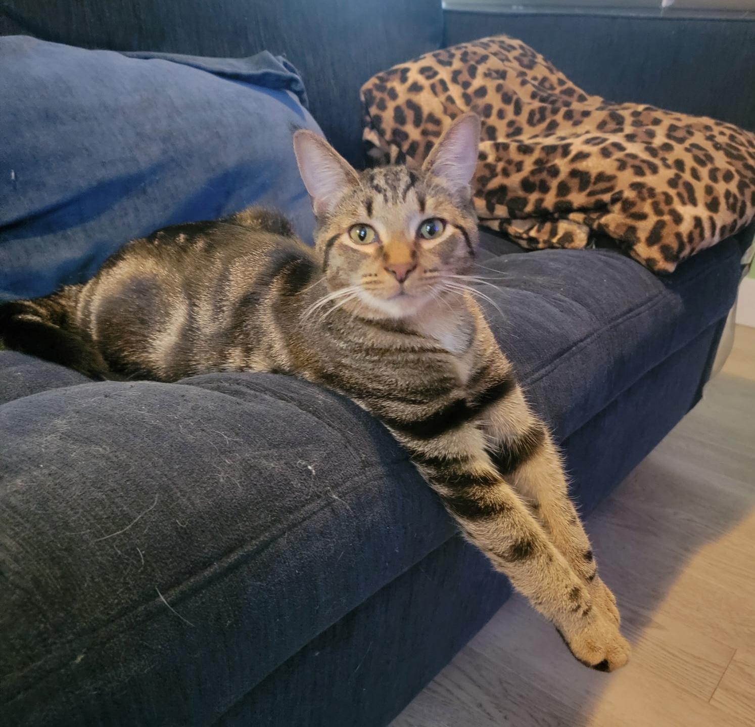 Enlarge Xander, an adopted Tabby in Brighton, MI image 3/6