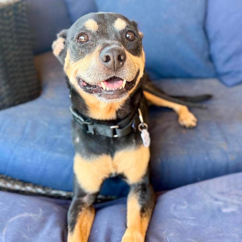Mrs. Peacock, Adoptable, Senior Female Rottweiler.