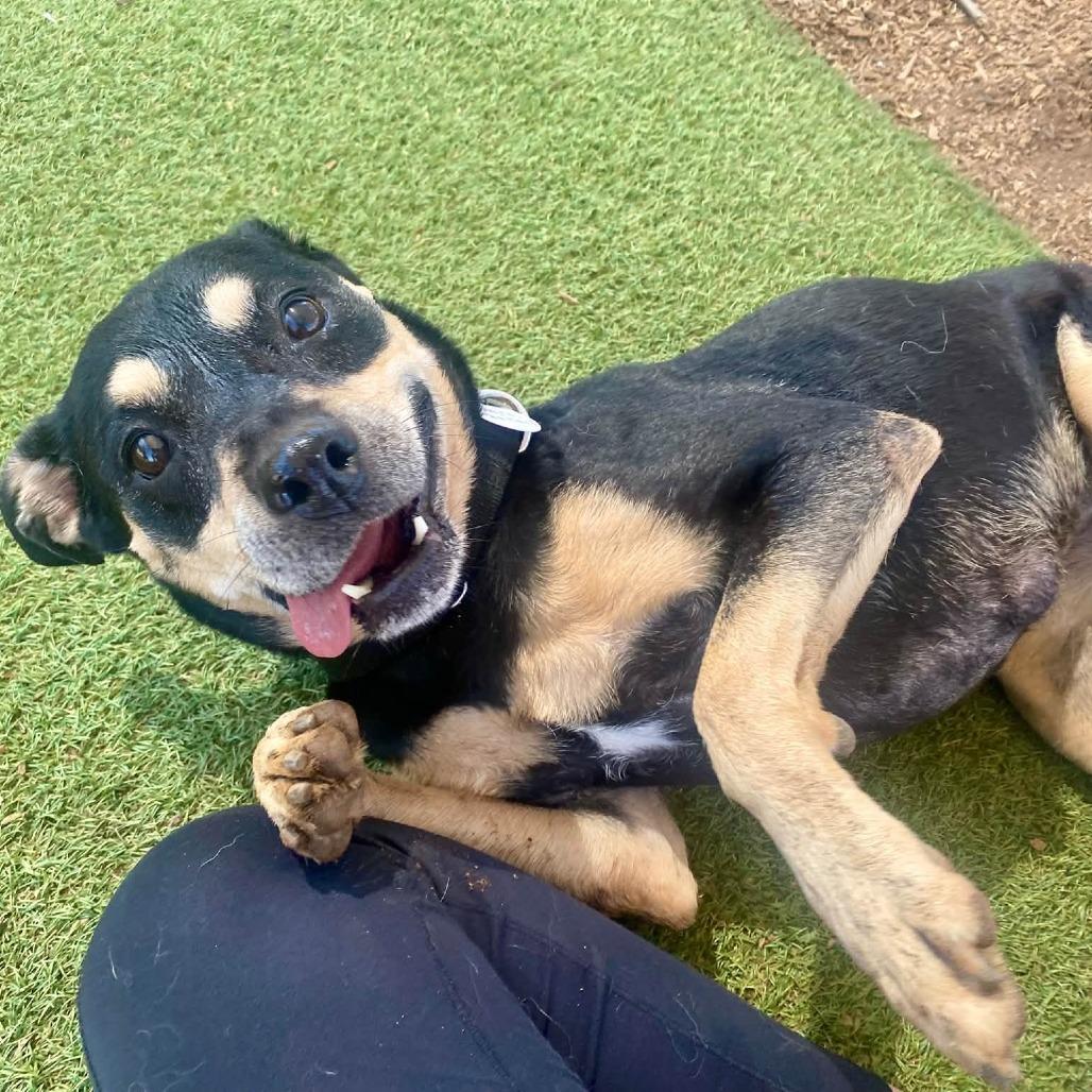 Enlarge Mrs. Peacock, a Adoptable Rottweiler in Ramona, CA image 3/6