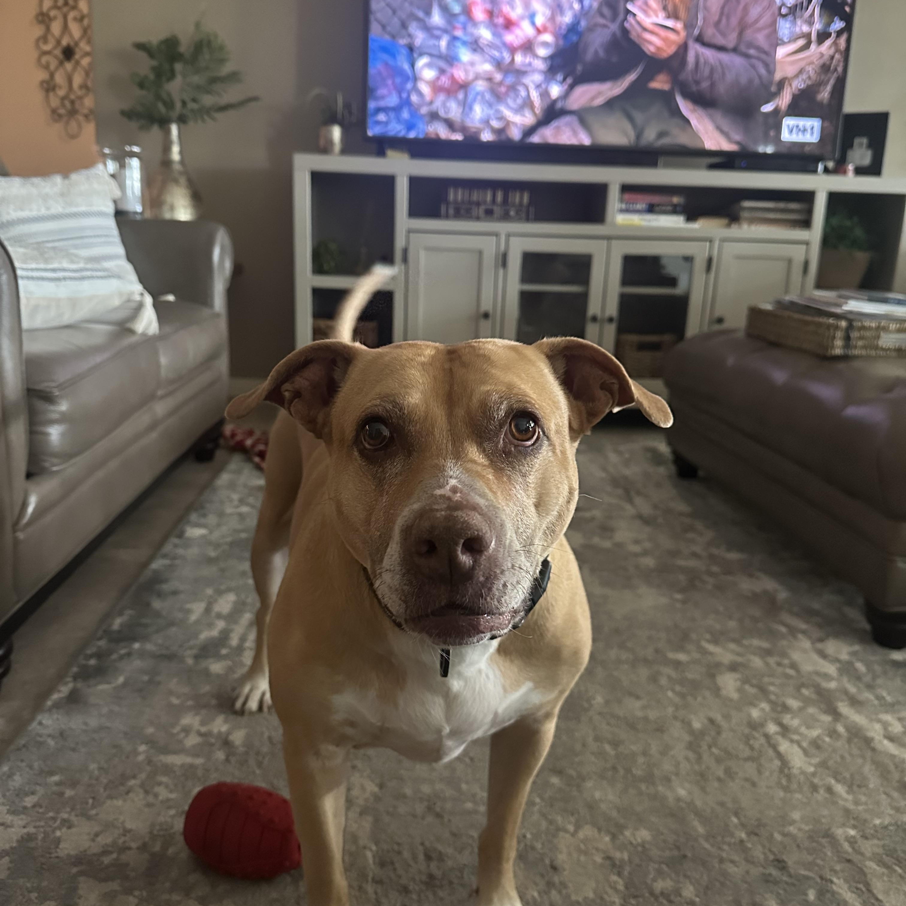 Penny, adopted, Adult Female Pit Bull Terrier.