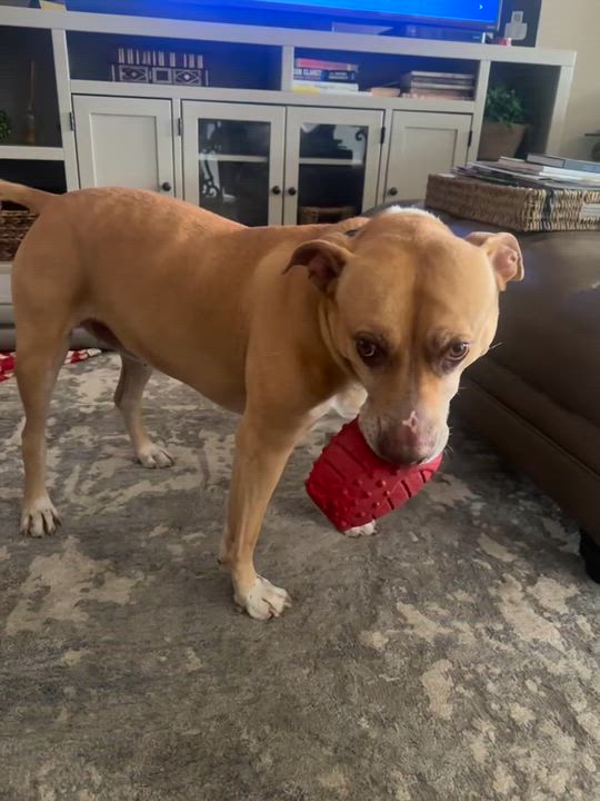 Enlarge Penny, an adopted Pit Bull Terrier in Rancho Santa Margarita, CA video 3/3