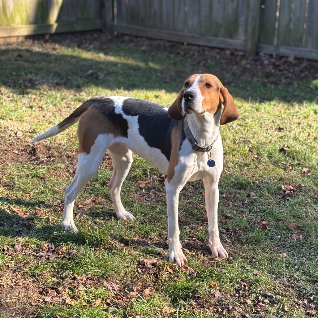 Enlarge Gracey FOSTER NEEDED, a Adoptable mixed breed in Phoenix, MD image 1/6