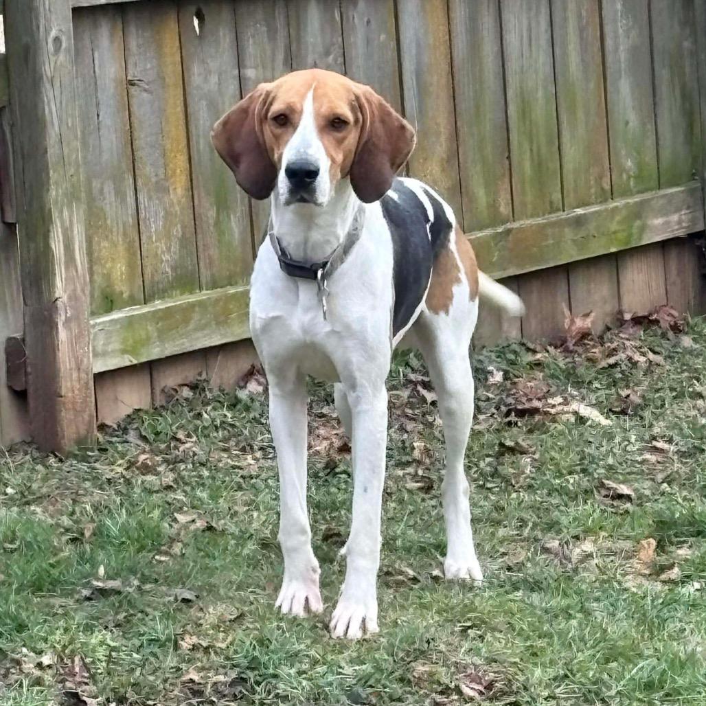 Enlarge Gracey FOSTER NEEDED, a Adoptable mixed breed in Phoenix, MD image 2/6