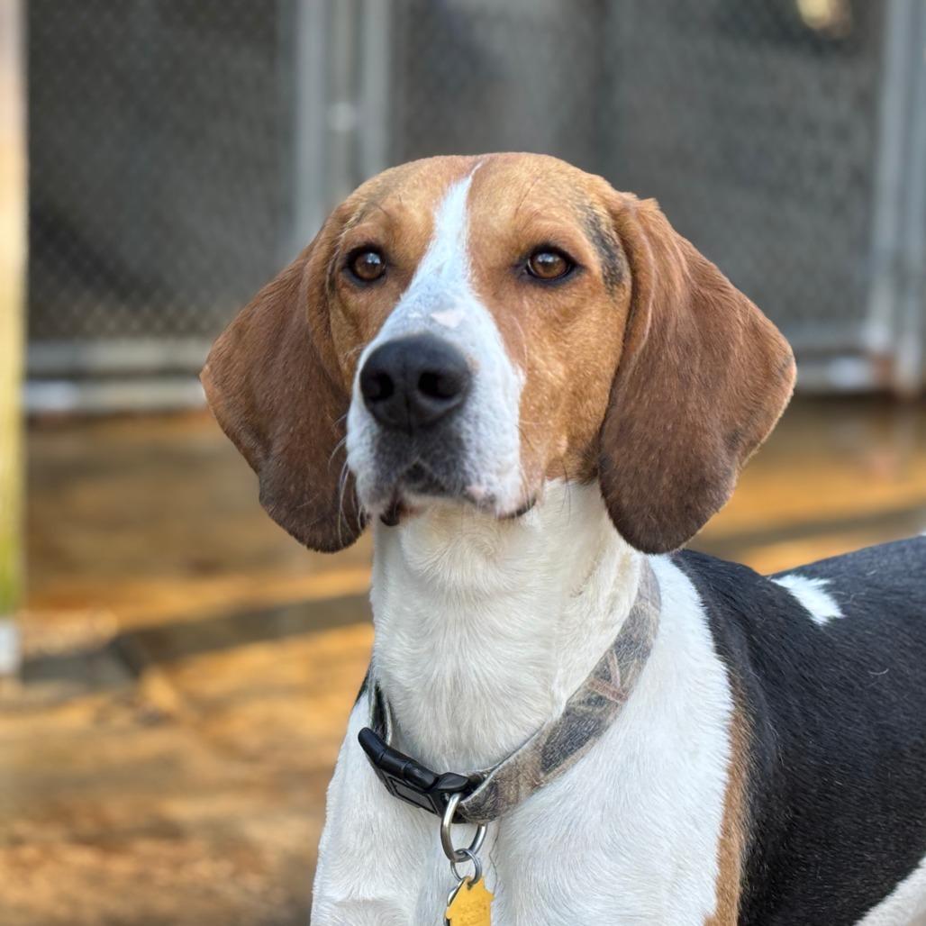 Enlarge Gracey FOSTER NEEDED, a Adoptable mixed breed in Phoenix, MD image 3/6