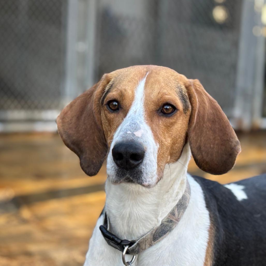 Enlarge Gracey FOSTER NEEDED, a Adoptable mixed breed in Phoenix, MD image 4/6