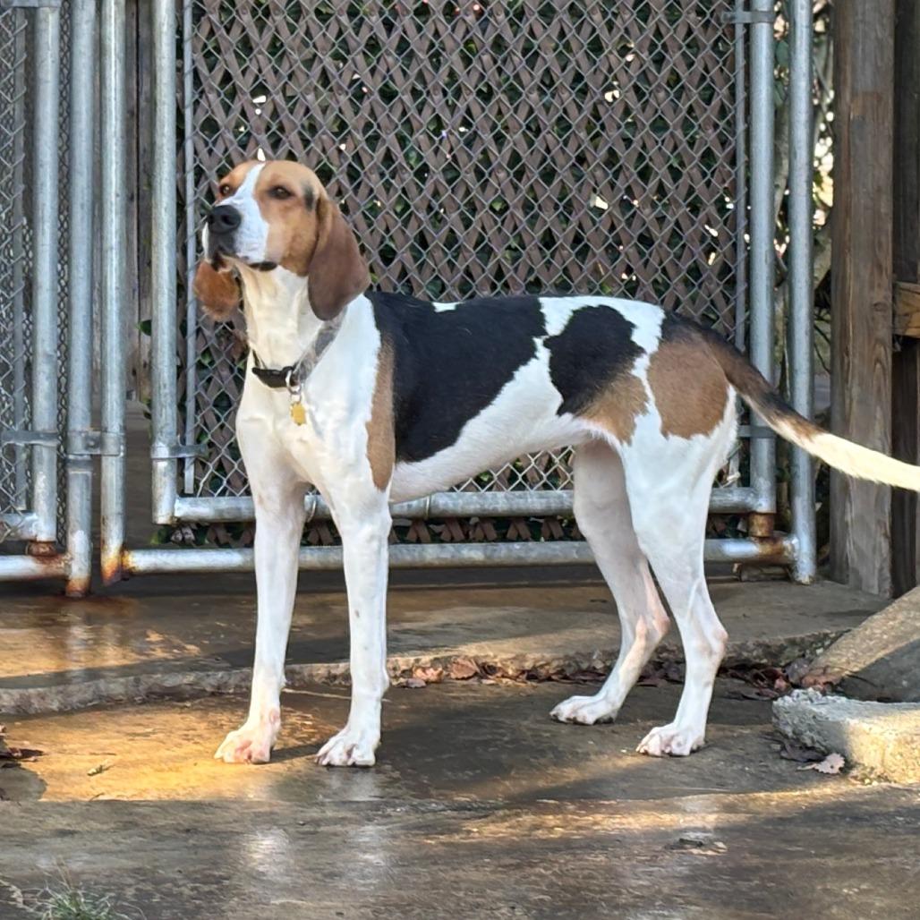 Enlarge Gracey FOSTER NEEDED, a Adoptable mixed breed in Phoenix, MD image 6/6