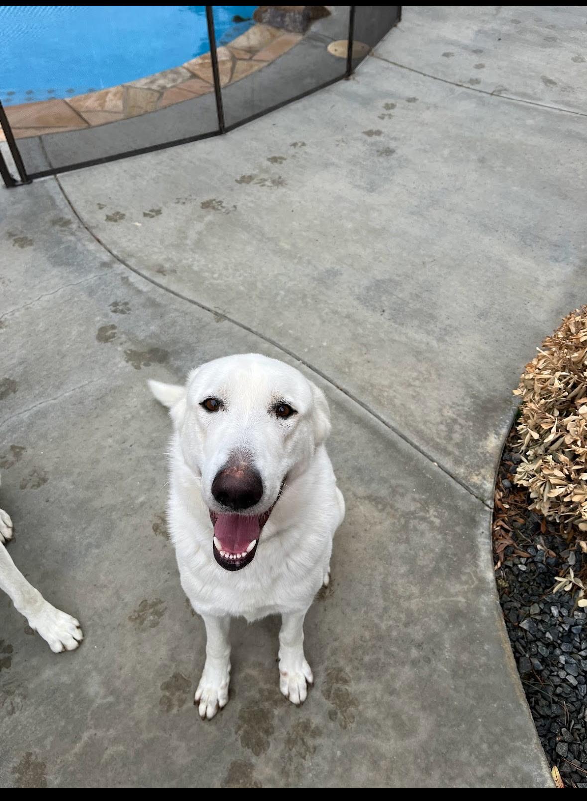 Gunner, a Adoptable mixed breed in oriskany, NY image 3/6