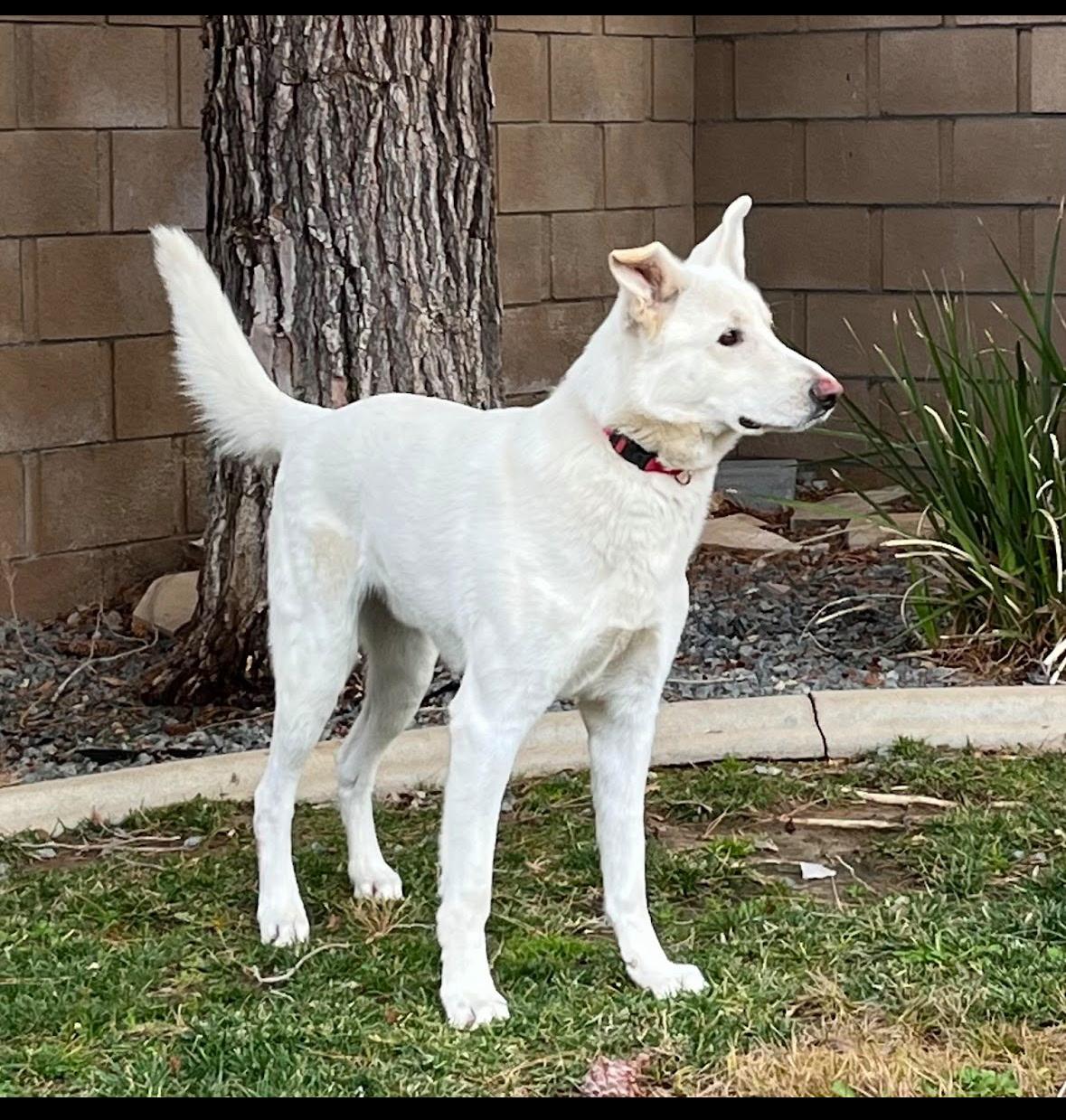 Gunner, Adoptable, Adult Male White German Shepherd.