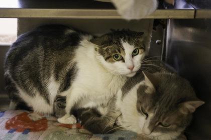 Baby, a Adoptable mixed breed in Madison, WI image 1/2