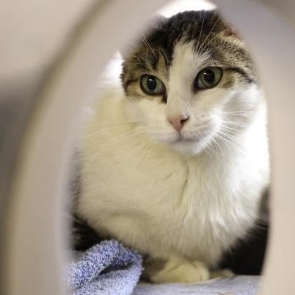 Baby, a Adoptable mixed breed in Madison, WI image 2/2