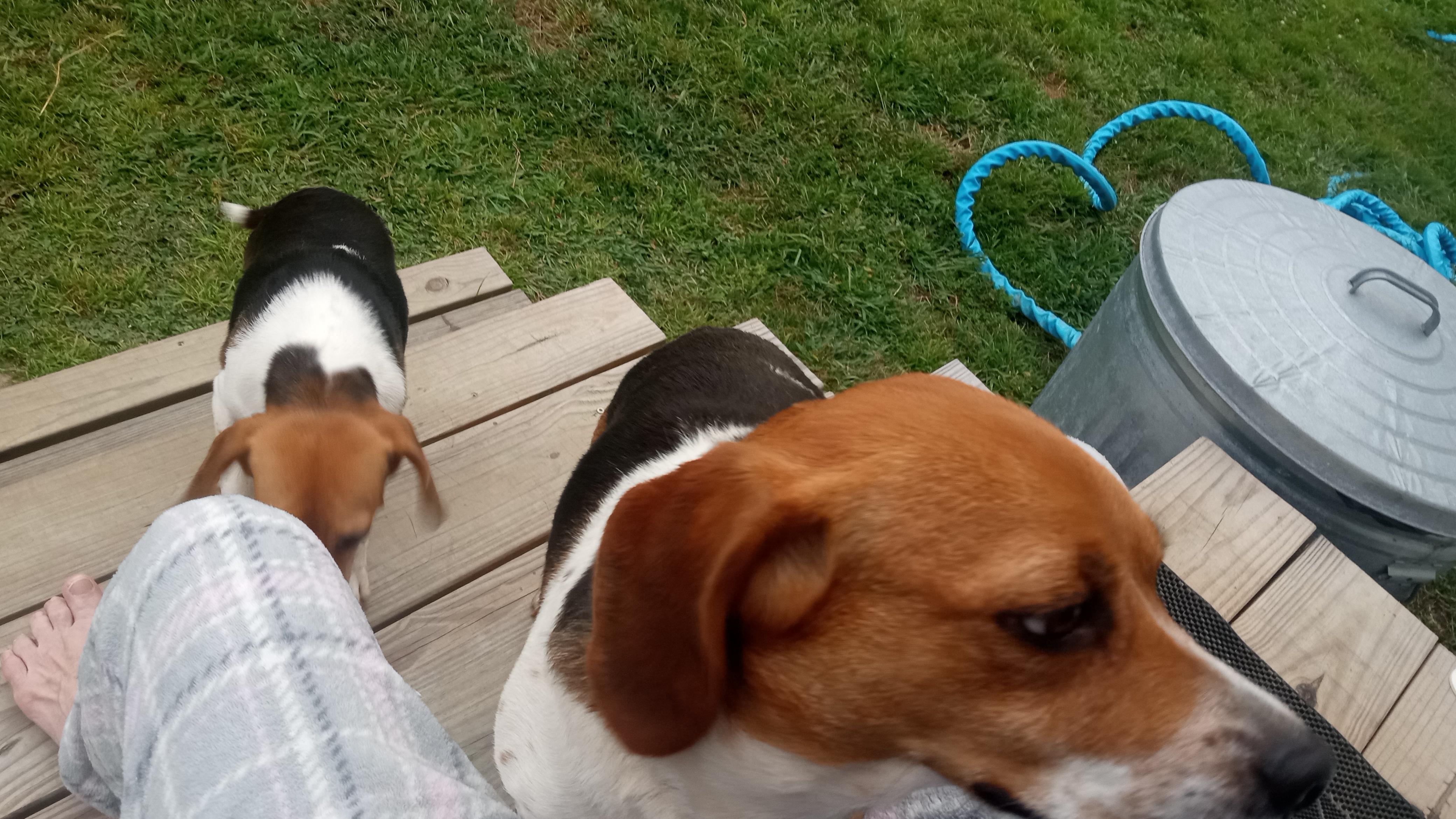 Heidi, Adopted, Adult Female Beagle.