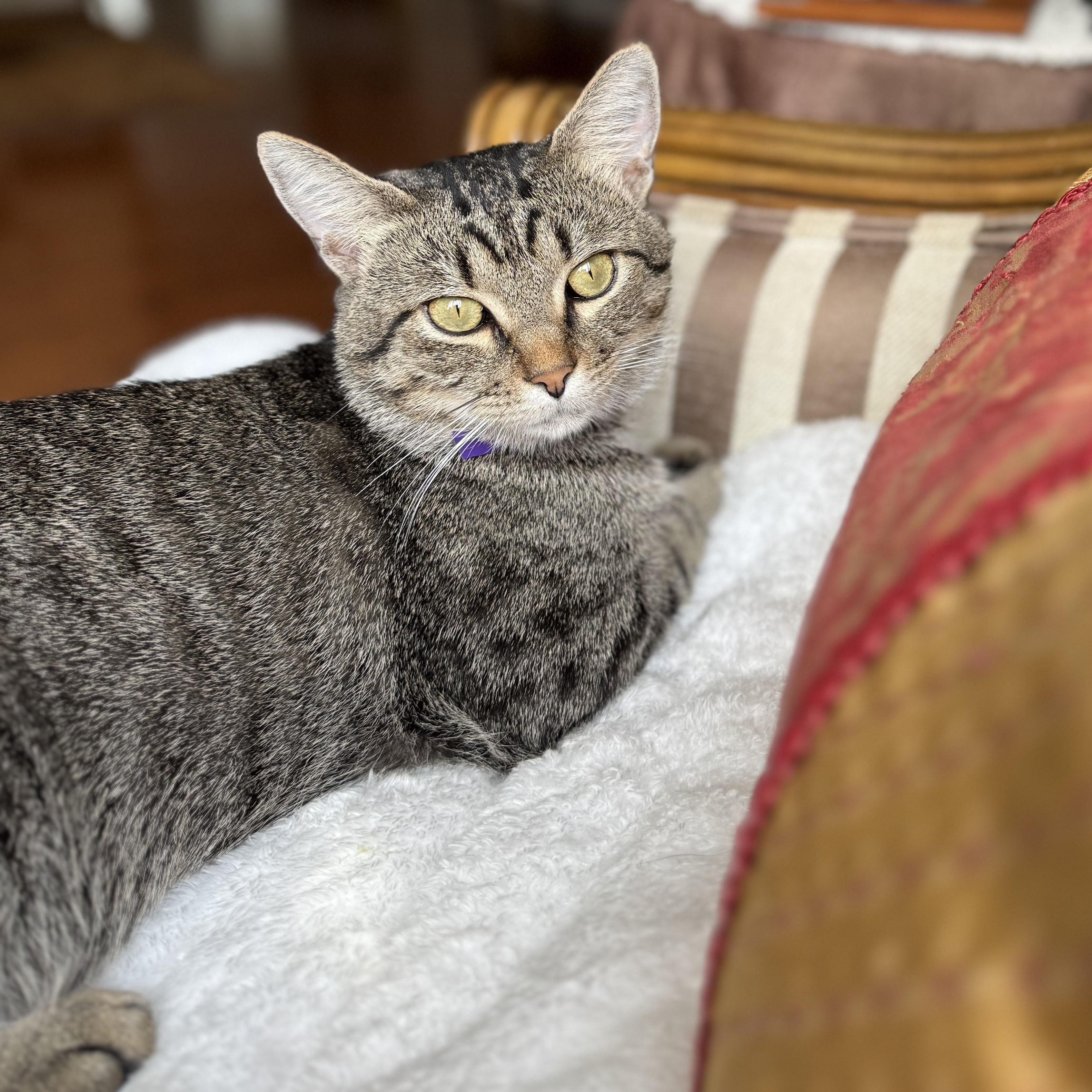 Milo, a Adoptable mixed breed in Mauldin, SC image 2/3