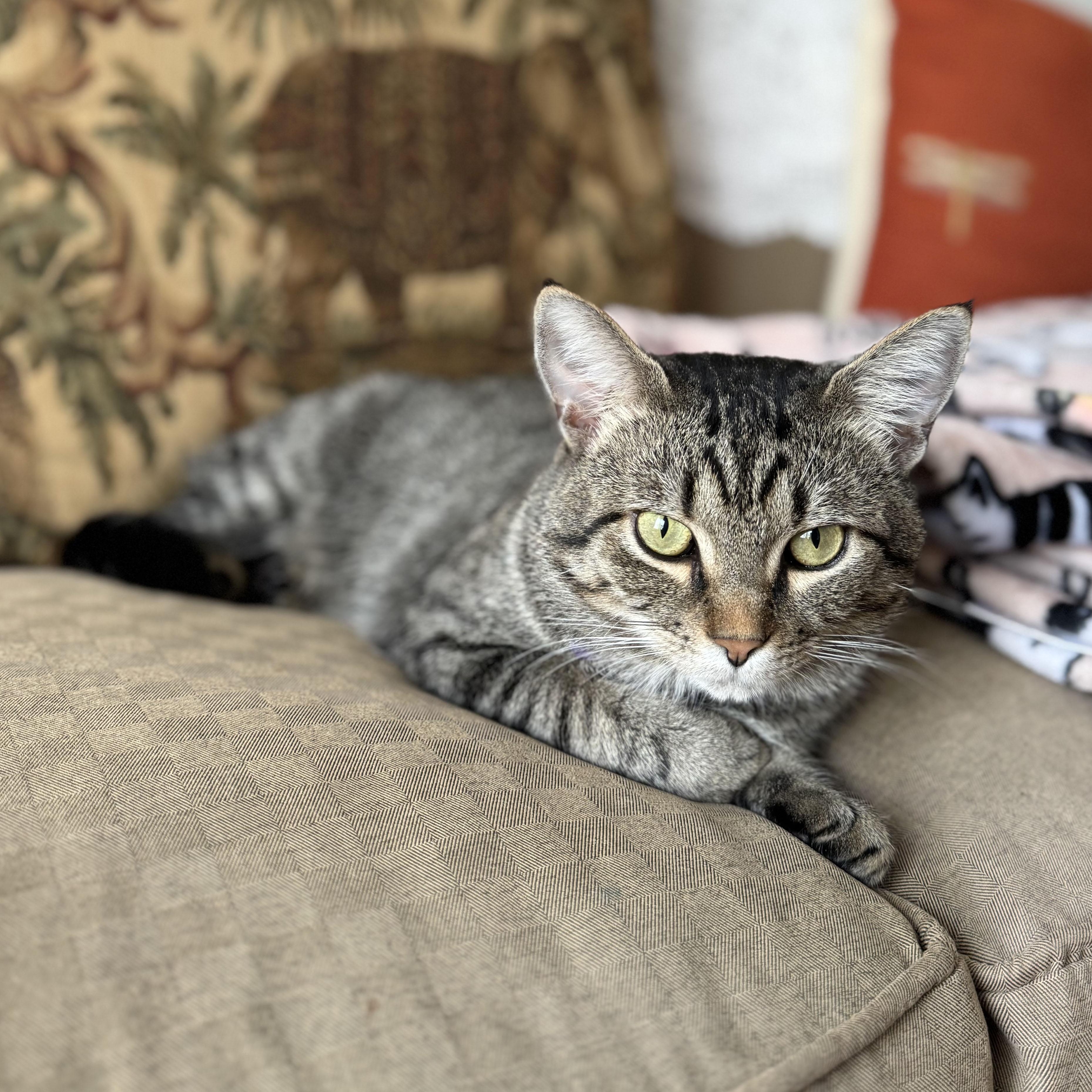 Milo, a Adoptable mixed breed in Mauldin, SC image 1/3