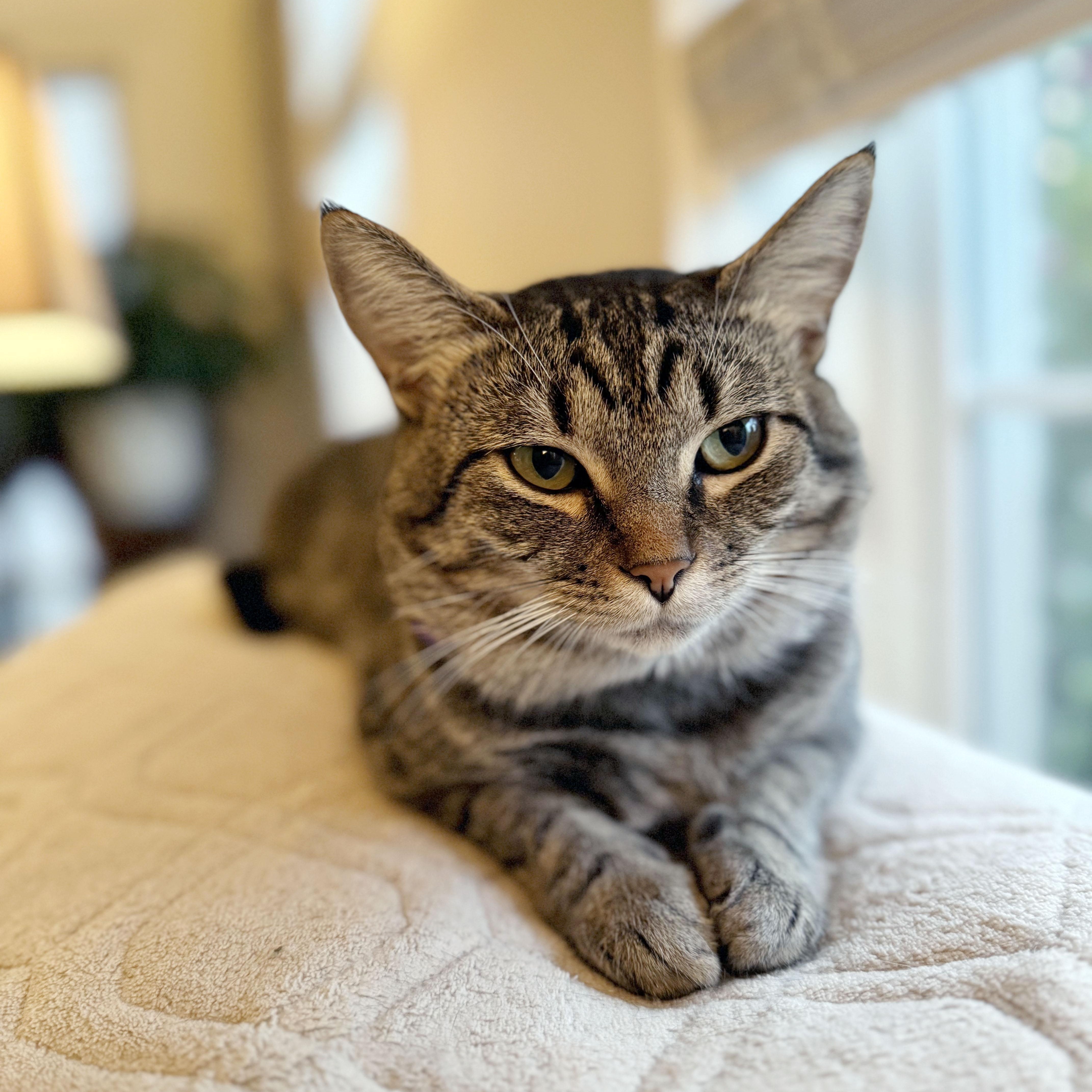 Milo, a Adoptable mixed breed in Mauldin, SC image 3/3