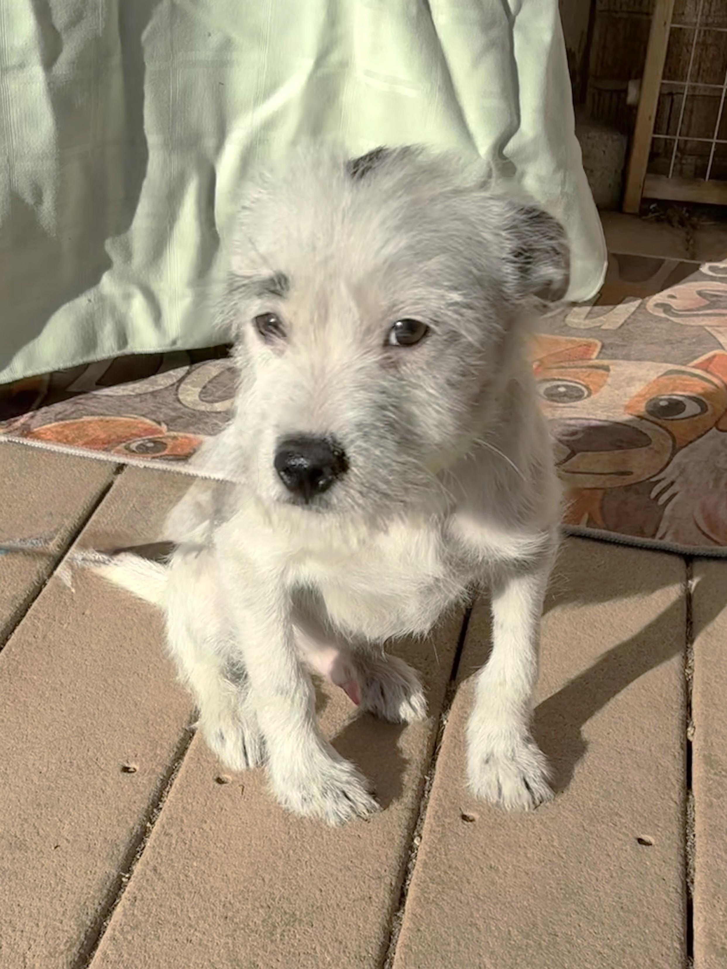 Charlee, a ADOPTABLE mixed breed in West Chicago, IL image 2/4