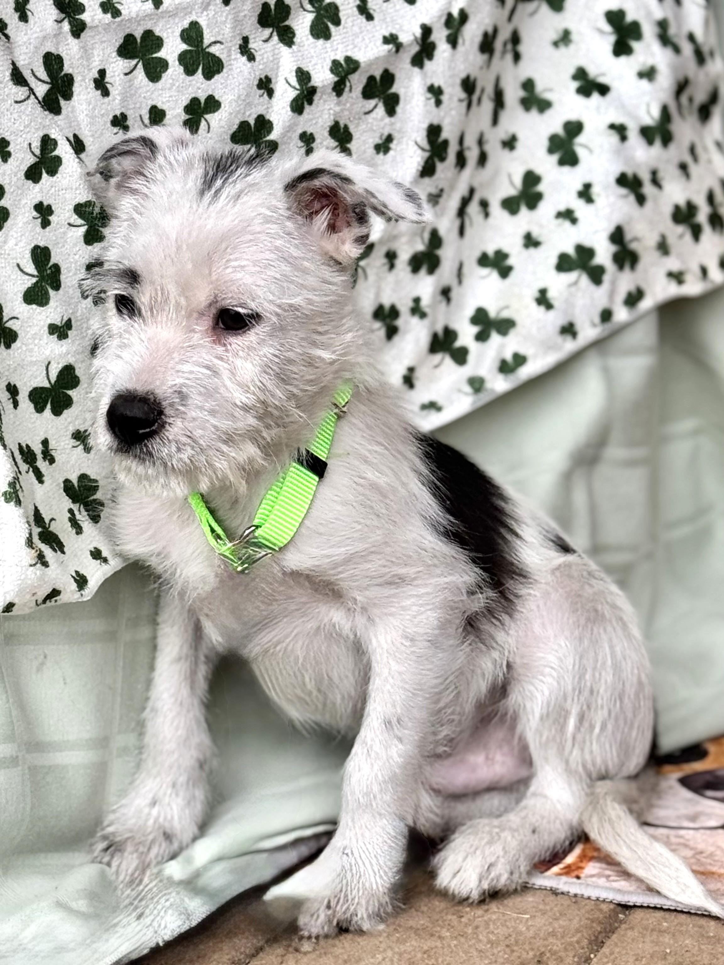 Charlee, a ADOPTABLE mixed breed in West Chicago, IL image 3/4