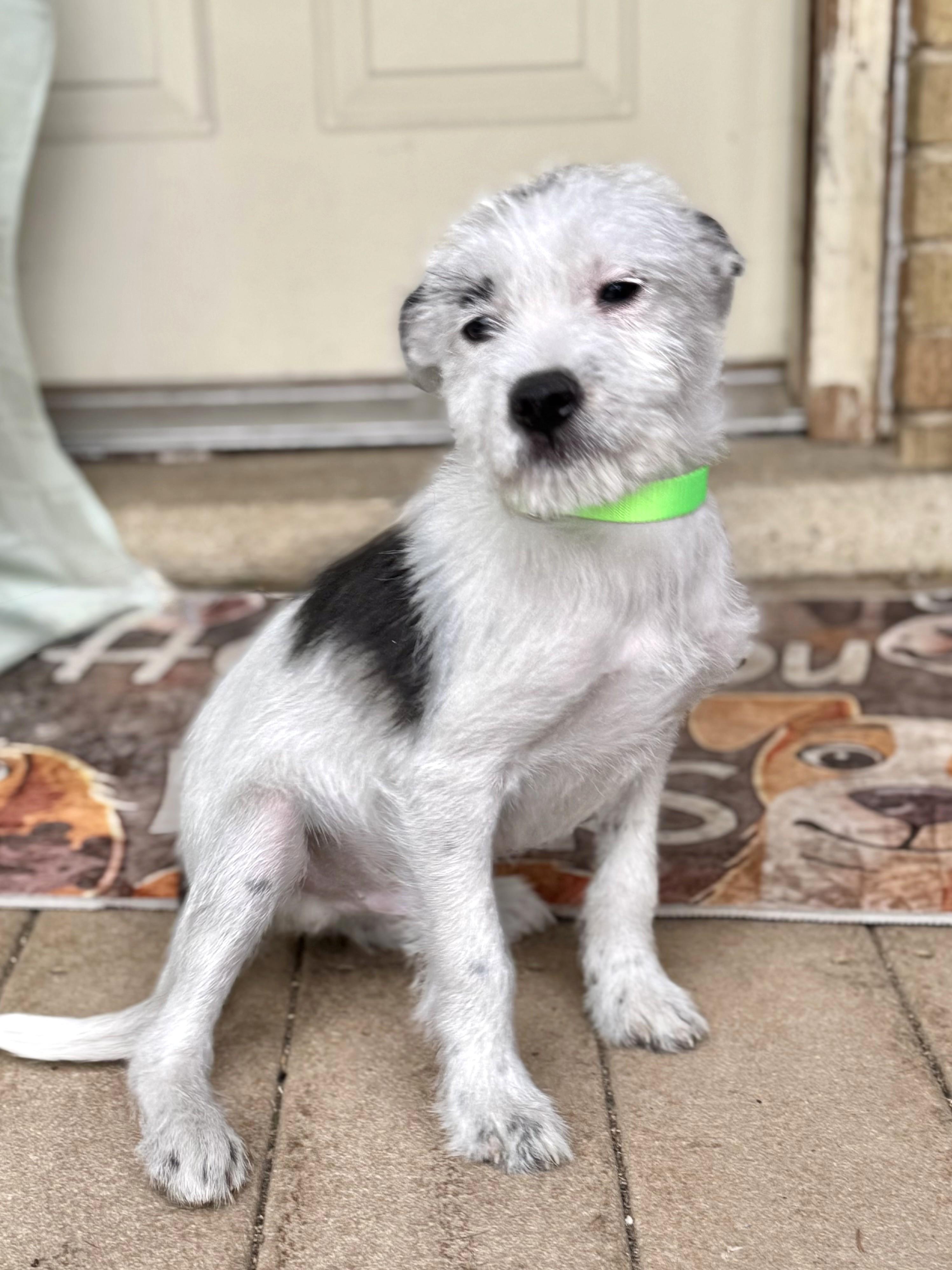 Charlee, a ADOPTABLE mixed breed in West Chicago, IL image 4/4