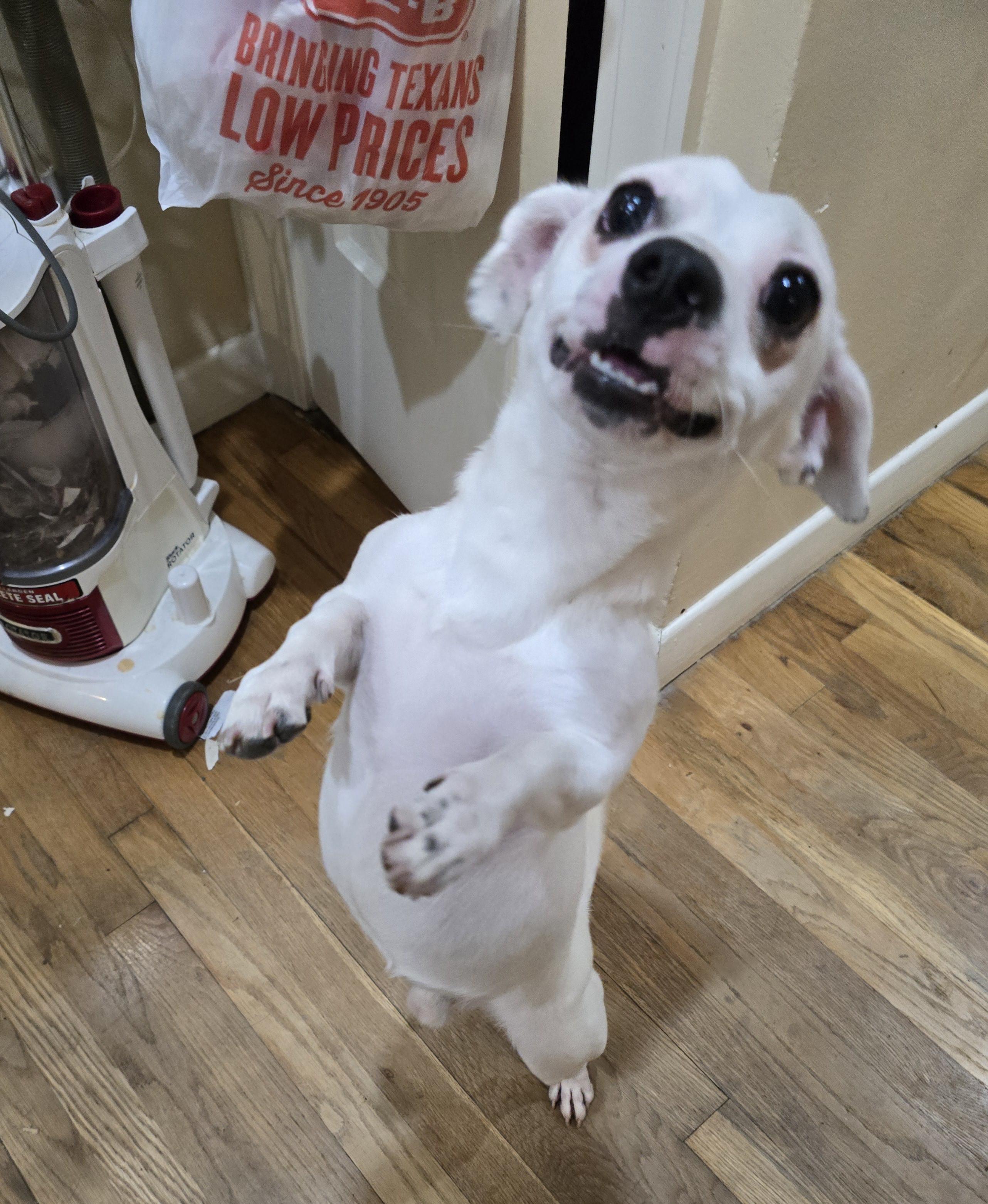 Enlarge Spidey, a Adoptable mixed breed in Belgrade, MT image 6/6