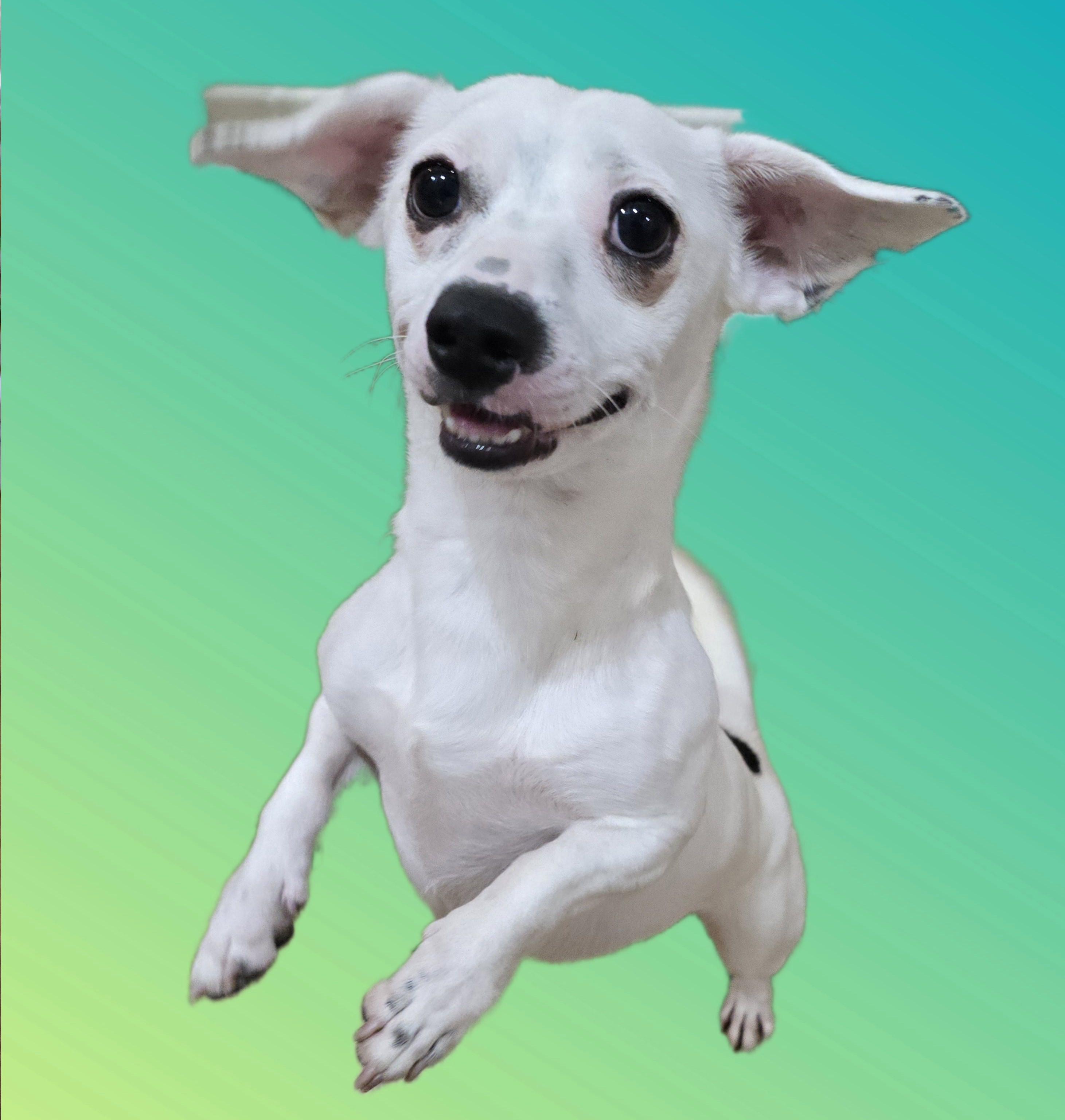 Enlarge Spidey, a Adoptable mixed breed in Belgrade, MT image 2/6