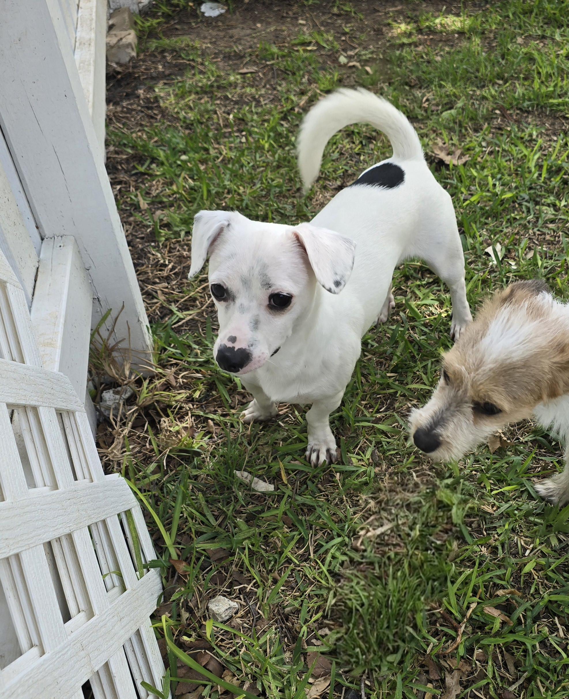 Spidey, Adoptable, Young Male Chiweenie & Dachshund.