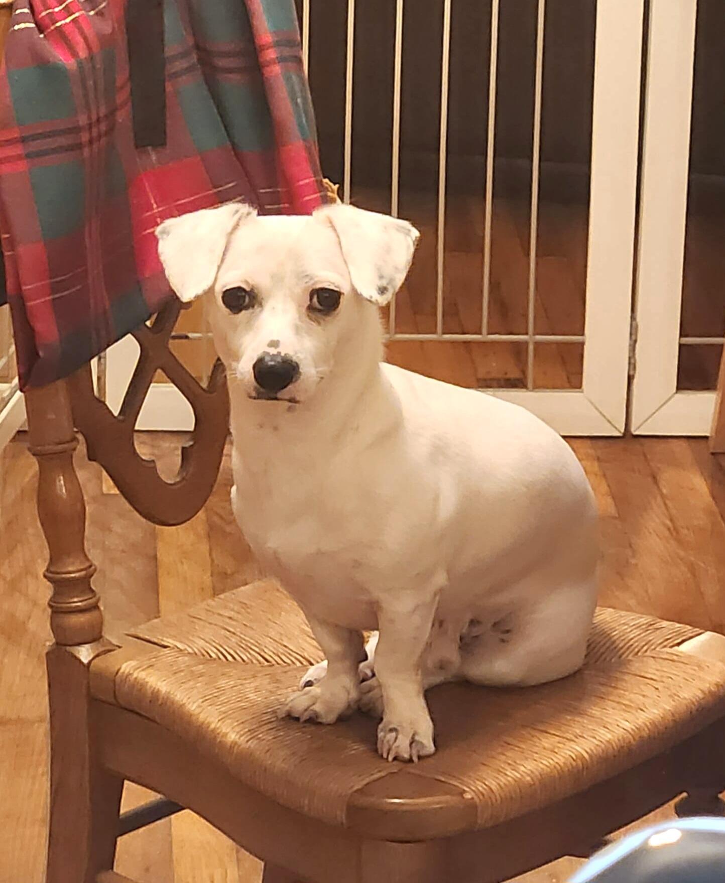Enlarge Spidey, a Adoptable mixed breed in Belgrade, MT image 1/6