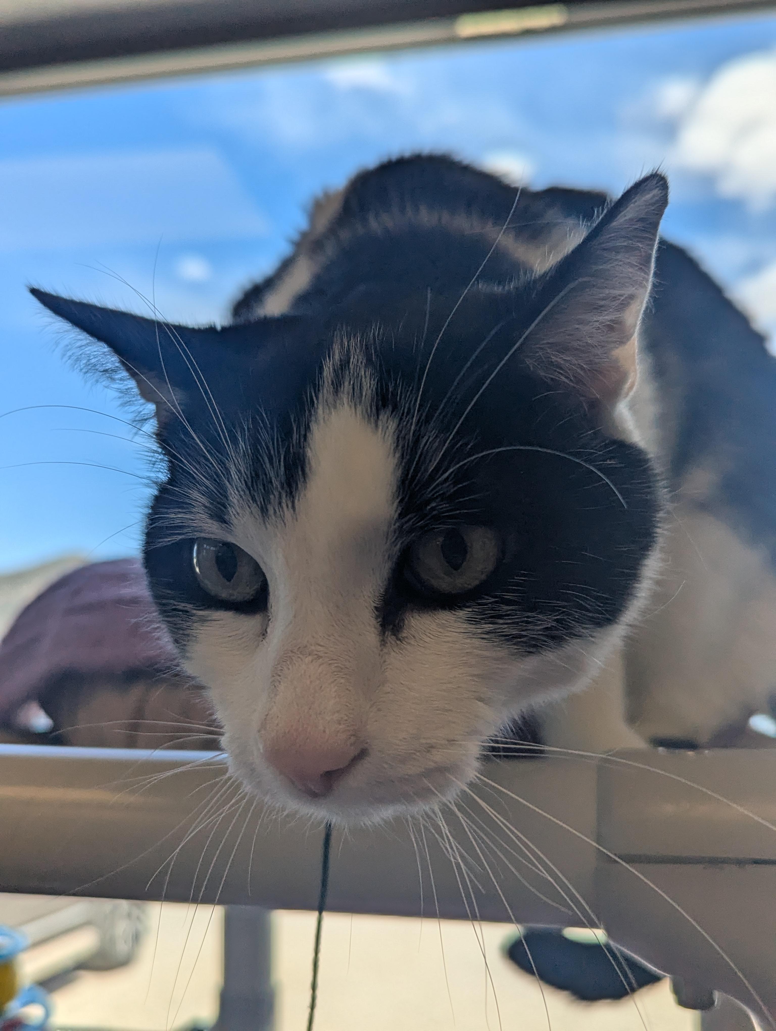 Enlarge TJ, a ADOPTABLE mixed breed in Buena Vista, CO image 2/2