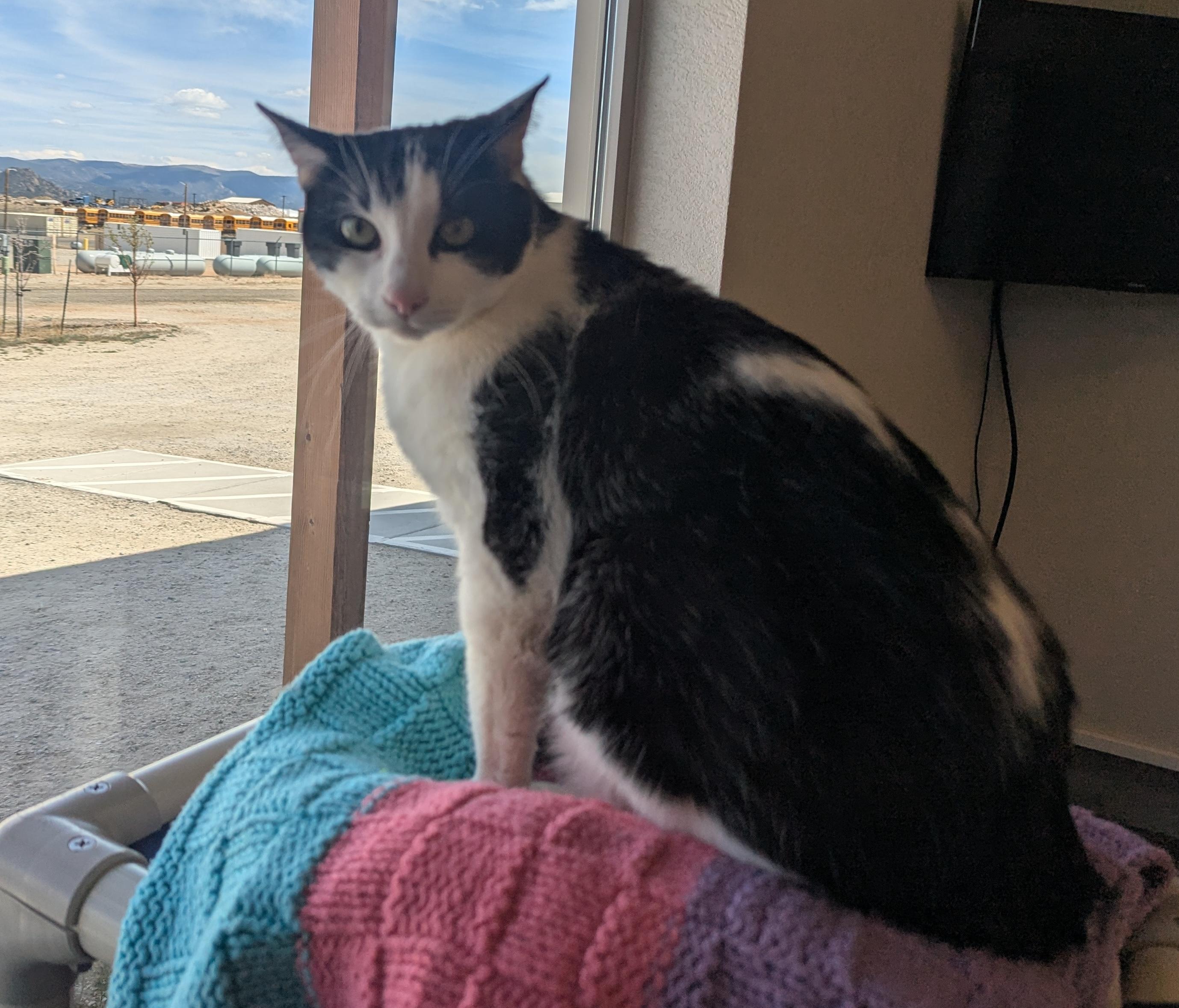 TJ, ADOPTABLE, Senior Female Domestic Short Hair.