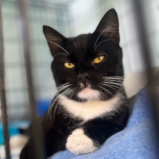 Misu , a Adoptable Domestic Short Hair in Philadelphia, PA image 1/5