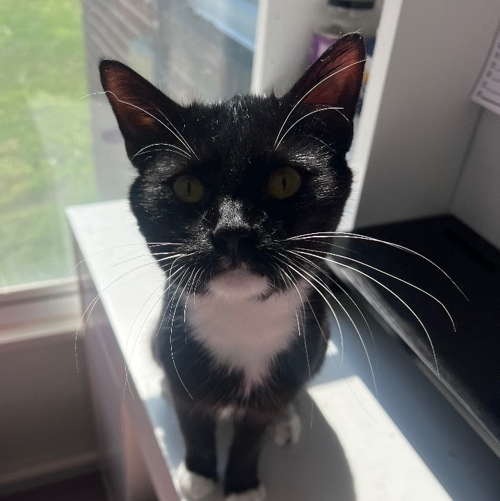 Misu , a Adoptable Domestic Short Hair in Philadelphia, PA image 2/5