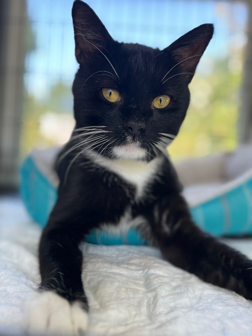 Misu , Adult Male Domestic Short Hair