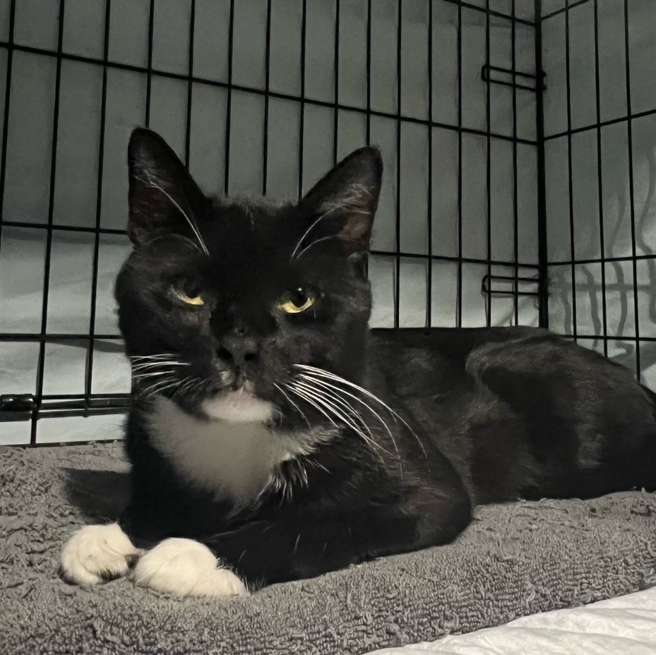 Misu , Adoptable, Adult Male Domestic Short Hair.