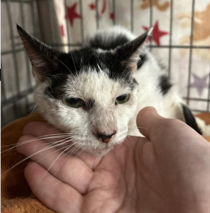 Wombat, Adoptable, Young Female Domestic Short Hair.