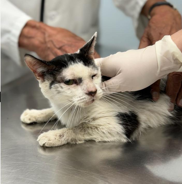 Enlarge Wombat, a Adoptable Domestic Short Hair in Chicago, IL image 2/2