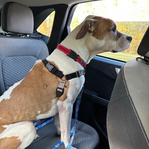 Enlarge Chadwick, a Adoptable mixed breed in Fredericksburg, VA image 1/6