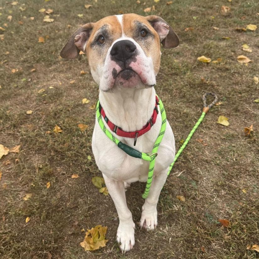 Chadwick, a Adoptable mixed breed image 1/6