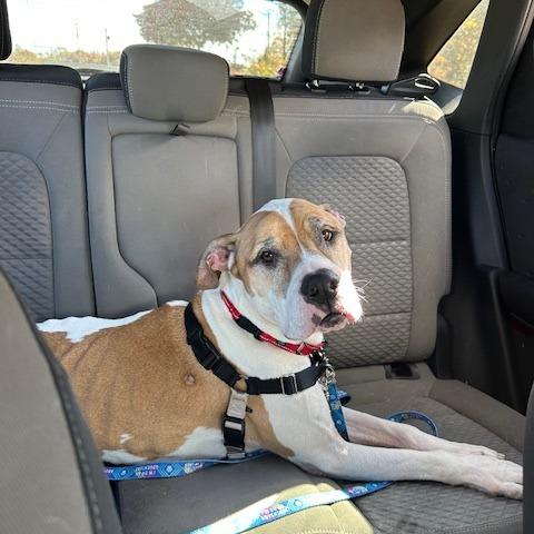 Chadwick, a Adoptable mixed breed image 2/6