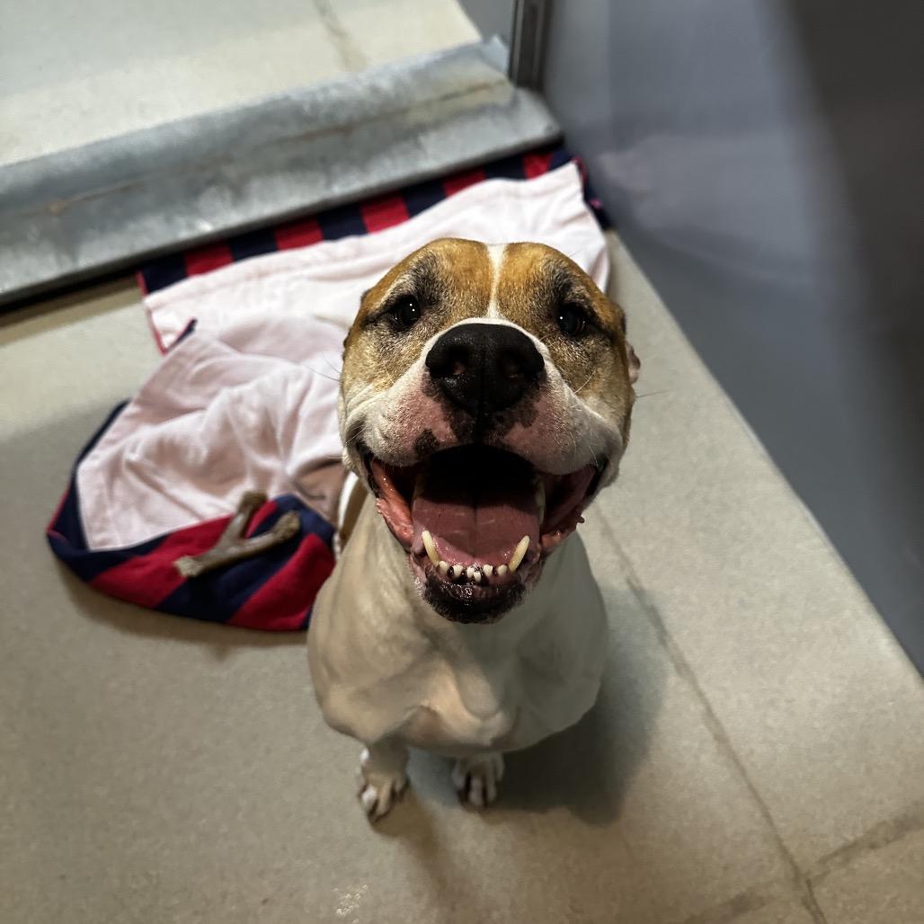 Chadwick, a Adoptable mixed breed image 3/6