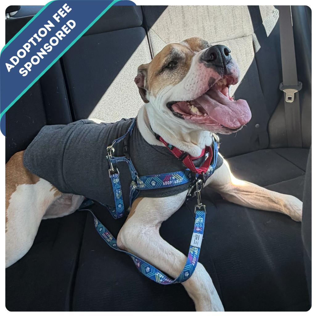 Chadwick, a Adoptable mixed breed image 4/6