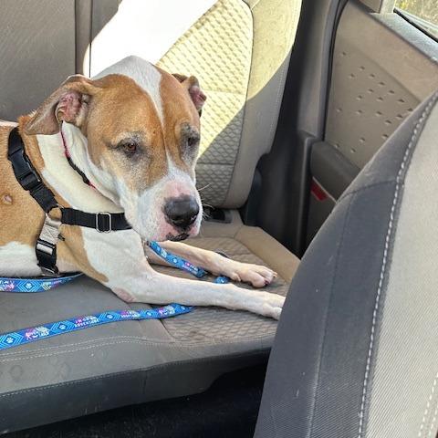 Chadwick, a Adoptable mixed breed image 5/6