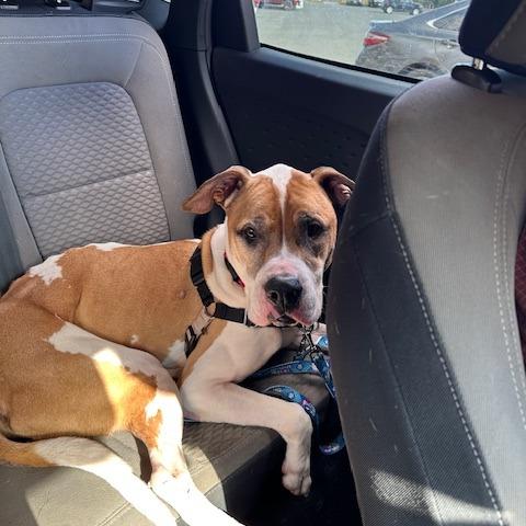 Chadwick, a Adoptable mixed breed image 6/6