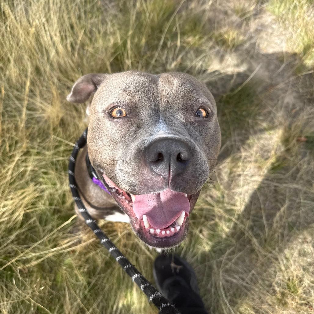 Thea, Adoptable, Adult Female Pit Bull Terrier & Mixed Breed.